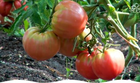 Первый урожай томатов сорта «Заря Подмосковья» собрали в Центре генофонда и биоресурсов в Михневе