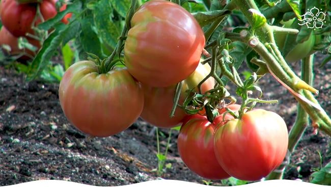 Первый урожай томатов сорта «Заря Подмосковья» собрали в Центре генофонда и биоресурсов в Михневе