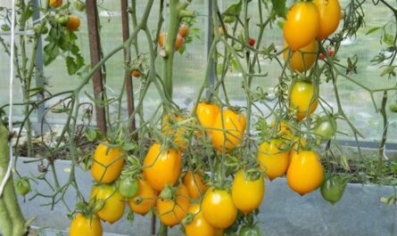 Томат желтоплодный Золото Востока: урожайность, описание, отзывы