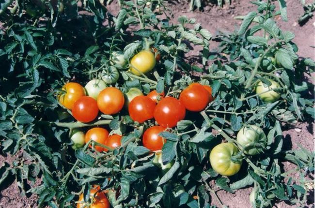 Томат Золушка: характеристика и описание сорта, отзывы тех кто сажал помидоры об их урожайности, фото куста