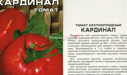 Описание томата сорта Кардинал: классический крупноплод для вашего огорода