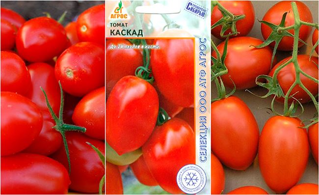 Томат Каскад: характеристика и описание сорта, его урожайность с фото