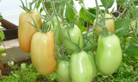 Стоит ли выращивать томат «Княгиня»: мнения дачников и секреты получения богатого урожая ароматных помидоров