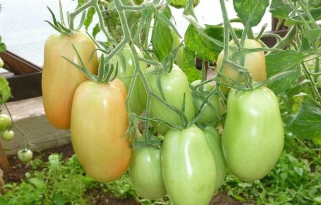 Стоит ли выращивать томат «Княгиня»: мнения дачников и секреты получения богатого урожая ароматных помидоров