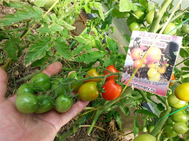 Описание, характеристика, посев на рассаду, подкормка, урожайность, фото, видео и самые распространенные болезни томатов сорта «Красная гроздь».