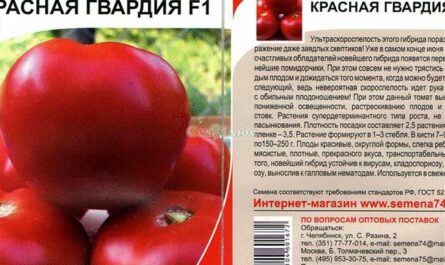 Вперед, Красная Гвардия: помидоров новый сорт не испортит огород
