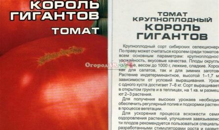 Вкусный толстяк томат «Гигант Красный» : описание сорта, фото