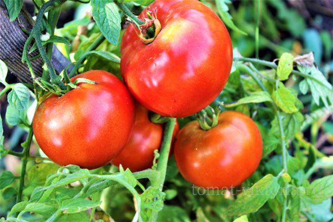Томат Красный петух — описание сорта, характеристика, урожайность, отзывы, фото
