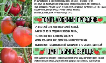 Красный чемпион – призер раннеспелого урожая. Полное описание и советы по выращиванию томата