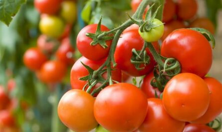 Чем полезны оранжевые помидоры (томаты) и как их вырастить на огороде