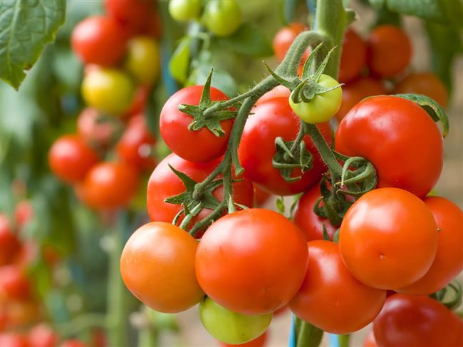 Чем полезны оранжевые помидоры (томаты) и как их вырастить на огороде