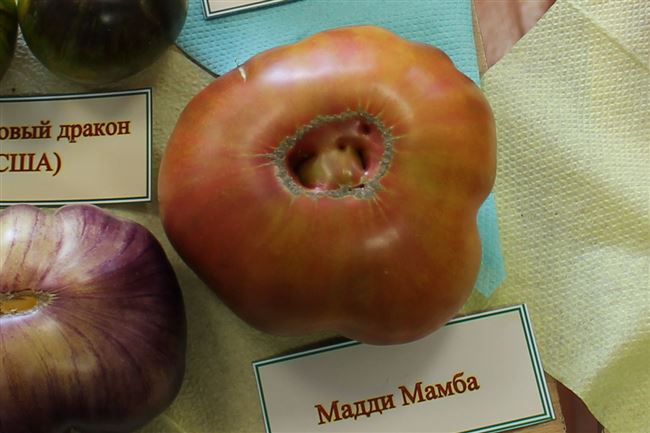 Томат Мутная мамба (Muddy Mamba): характеристика и описание сорта из США, отзывы об урожайности, фото куста