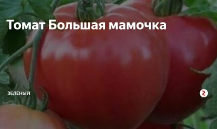 Отзыв: Томат БОЛЬШАЯ МАМОЧКА - Создай этому томату все условия, и он будет копией Мартина Лоуренса из "Дома БОЛЬШОЙ МАМОЧКИ"