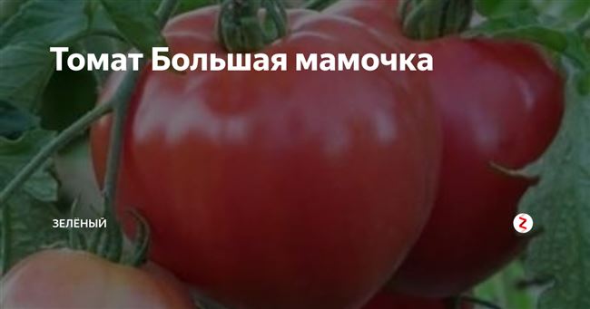 Отзыв: Томат БОЛЬШАЯ МАМОЧКА - Создай этому томату все условия, и он будет копией Мартина Лоуренса из "Дома БОЛЬШОЙ МАМОЧКИ"
