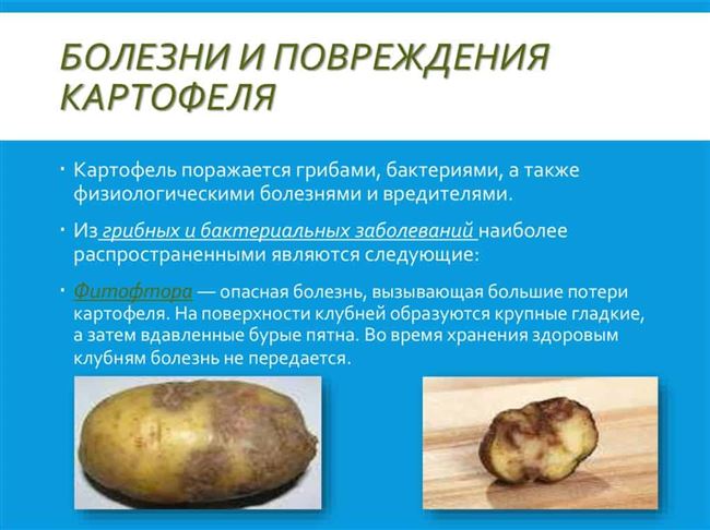 Болезни картофеля: фото, описание и меры борьбы с ними