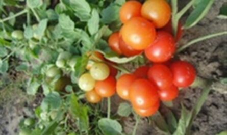 Томат Моравское чудо: характеристика и описание сорта с фото, урожайность помидора, отзывы