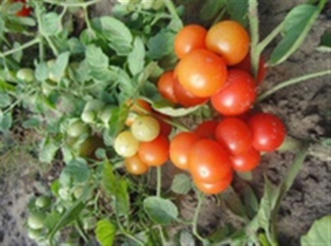 Томат Моравское чудо: характеристика и описание сорта с фото, урожайность помидора, отзывы