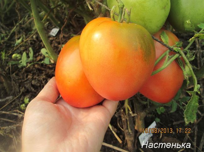 Обзор томатов Настенька: характеристика и правила выращивания