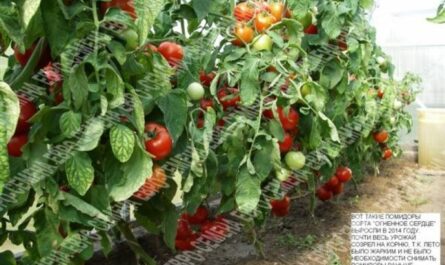 Холодостойкий томат с именем Огненное сердце F1: общее описание, агротехника, отзывы