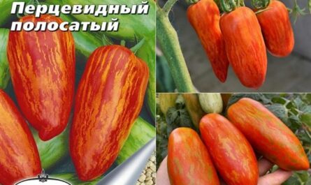 Описание и характеристика томата Перцевидный
