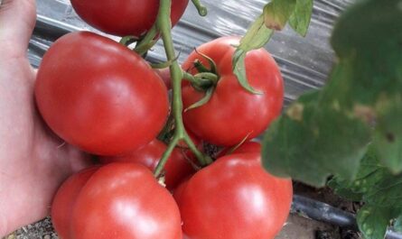 Отзыв: Семена томатов Sakata "Pink Paradise F1" - Вкуснейший помидор, неустойчивый к вершинной гнили.