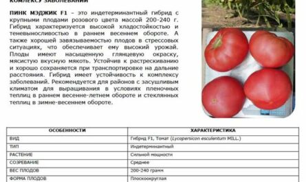 Томат Пинк Райз F1: отзывы и фото куста, характеристика и описание сорта помидоров
