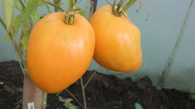 Отзыв о Семена томата Аэлита «Плюшкин F1» | Всхожесть семян всегда которая так нужна.
