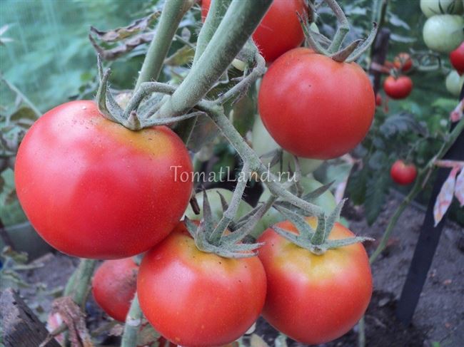 Томат «Президент 2 F1»: описание и характеристики сорта, рекомендации по выращиванию помидор Русский фермер