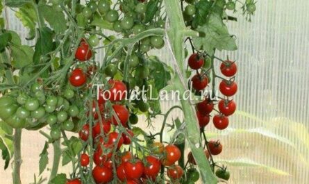 Миллион помидоров при минимуме усилий: томат «cладкий миллион»