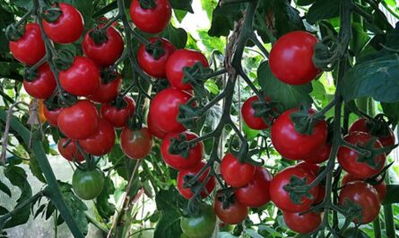 Томат дерево- сорт Спрут f1. Как сажать и выращивать помидоры Спрут в открытом грунте