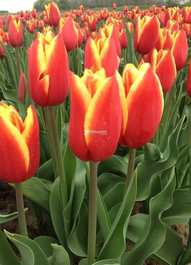 Классификация садовых тюльпанов: сорта по классам — Проект «Цветочки» — для цветоводов начинающих и профессионалов