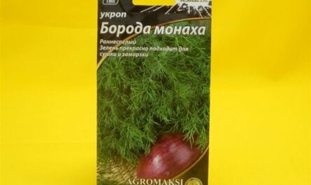 Укроп Борода монаха: отзывы, фото, урожайность, выращивание