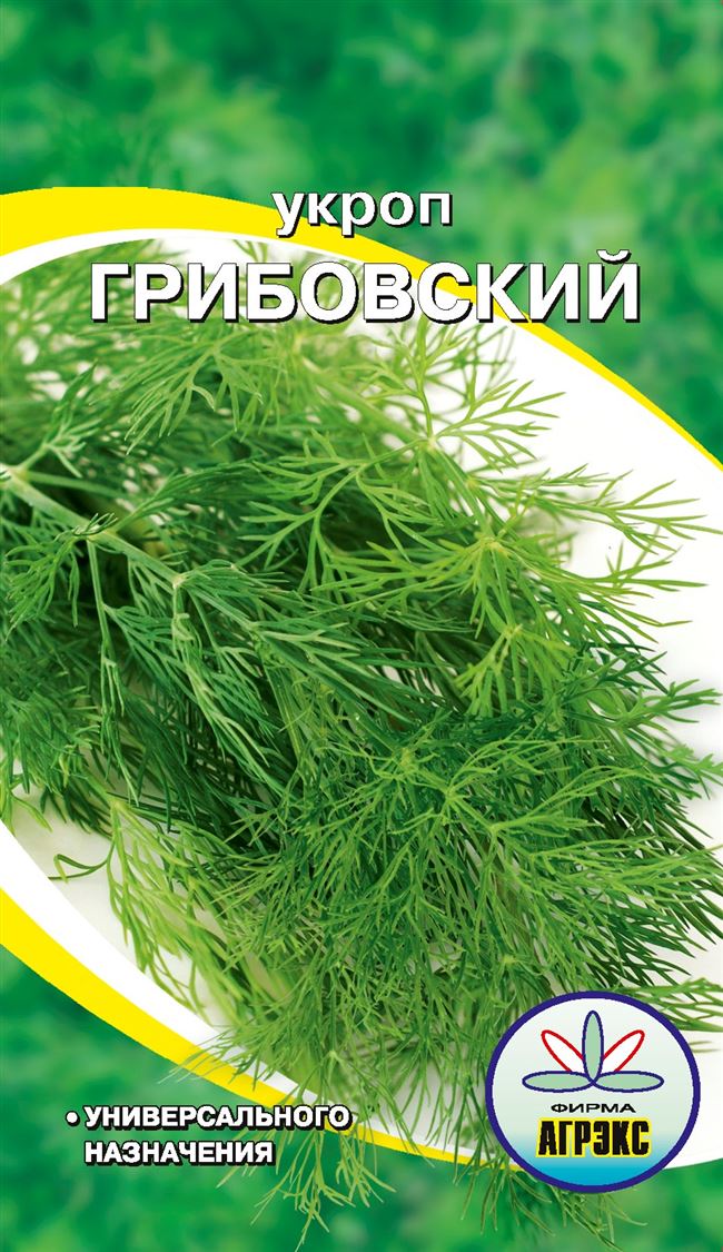 Укроп Грибовский: выращивание и грамотный уход, сбор урожая и хранение