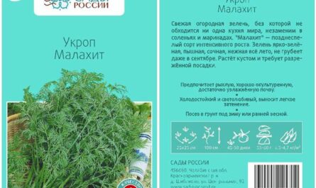 Малахит - сорт растения Укроп