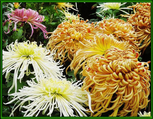 Хризантема Chrysanthemum Helena