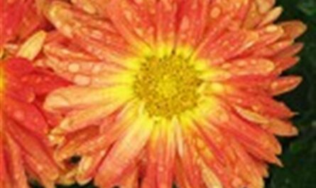 Калейдоскоп - сорт растения Хризантема