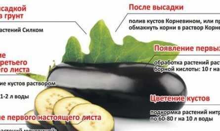 Чем подкормить баклажаны после высадки в грунт для роста, цветения и плодоношения