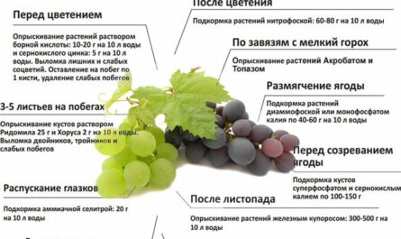 Чем подкормить виноград в разные сезоны: список лучших удобрений, сроки и нормы внесения