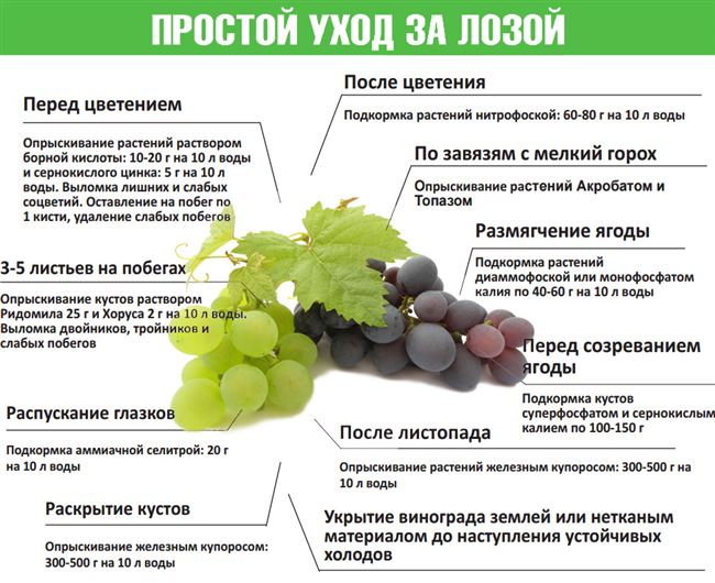 Чем подкормить виноград в разные сезоны: список лучших удобрений, сроки и нормы внесения