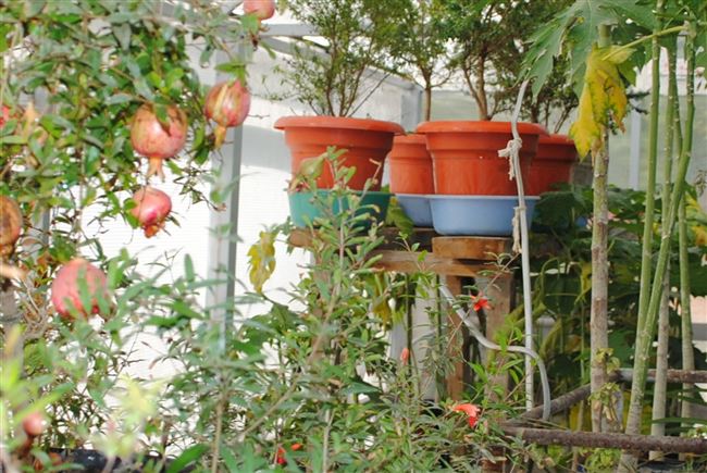 Приручаем экзотику: выращивание граната в саду и дома