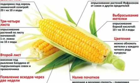 Какими удобрениями лучше подкормить или оросить кукурузу?