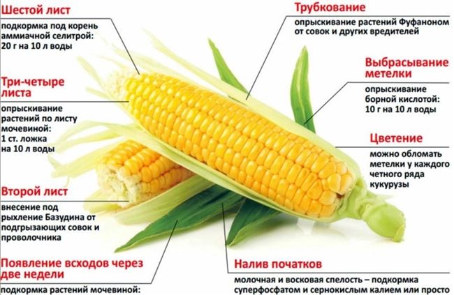 Какими удобрениями лучше подкормить или оросить кукурузу?