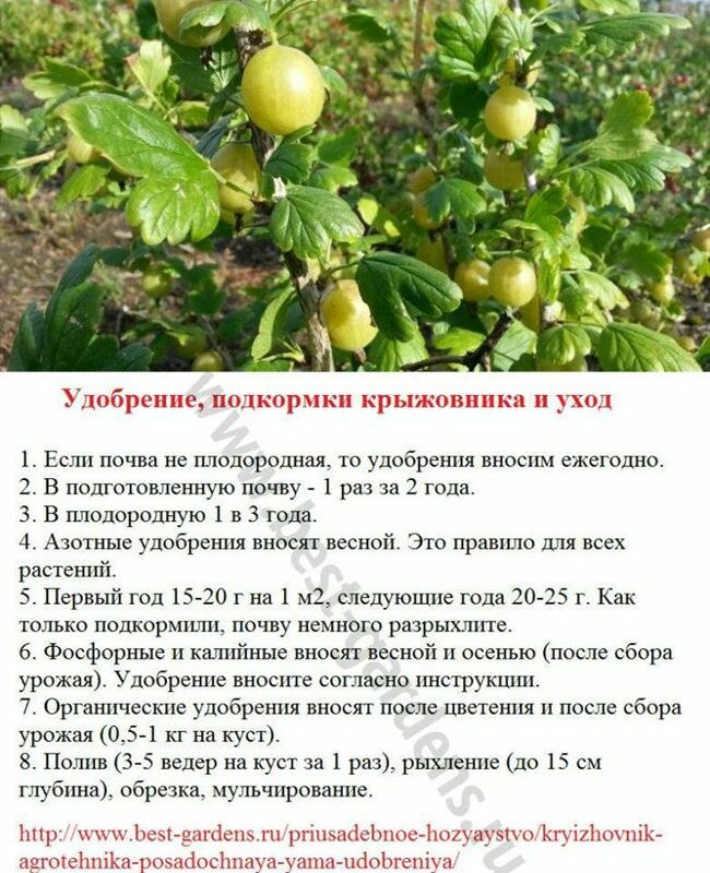Чем подкормить лимонник китайский: весной и летом (в июне), как удобрять на даче и часто ли поливать