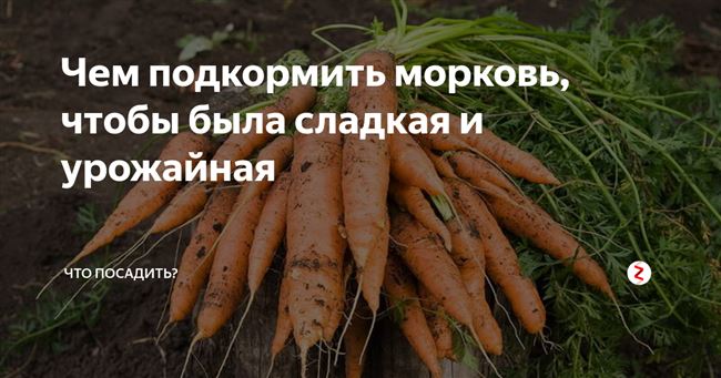 Как, когда и чем подкармливать морковь?
