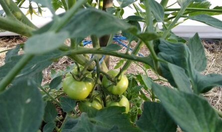 Чем подкормить помидоры в 2021 году, чтобы были крупными и не болели