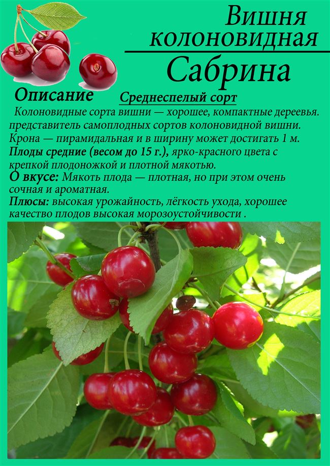 Черешня Одринка: описание сорта, фото, отзывы