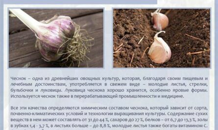 Чеснок Добрыня: описание и характеристика сорта, урожайность с фото