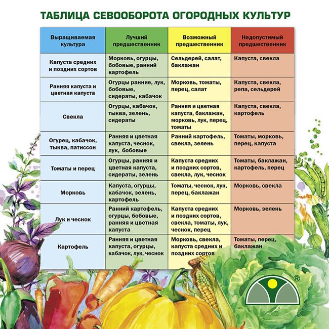 Какие культуры можно и нельзя сажать рядом 