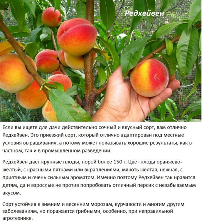 Возможные проблемы при выращивании персика
