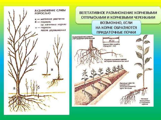 1. Размножение сливы черенками